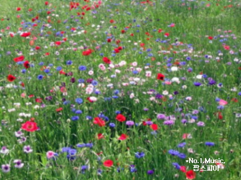 Wildflowers are a habitat for wildlife, including bees